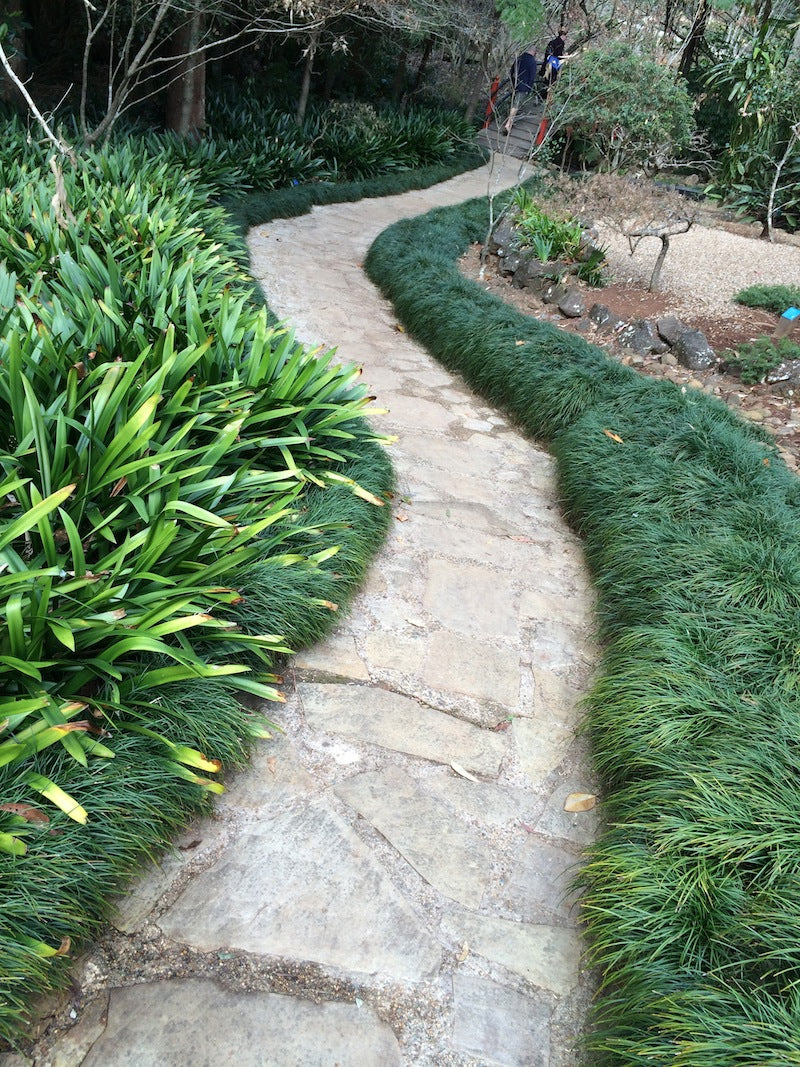 Ophiopogon japonicus
