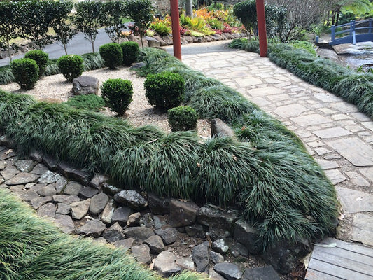 Ophiopogon japonicus