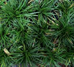 Ophiopogon japonicus nana