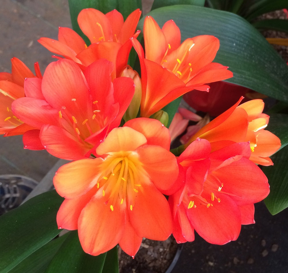 Clivia Miniata Multipetal flowering size