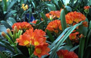 Clivia miniata - orange flowering - 2 year old