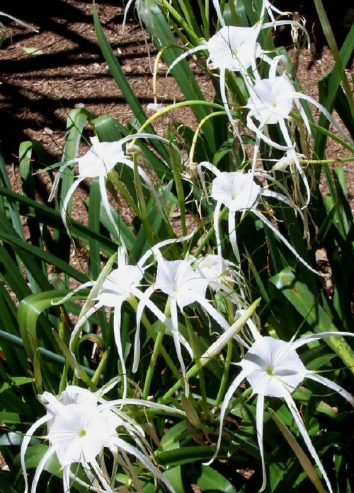 Hymenocallis littoralis