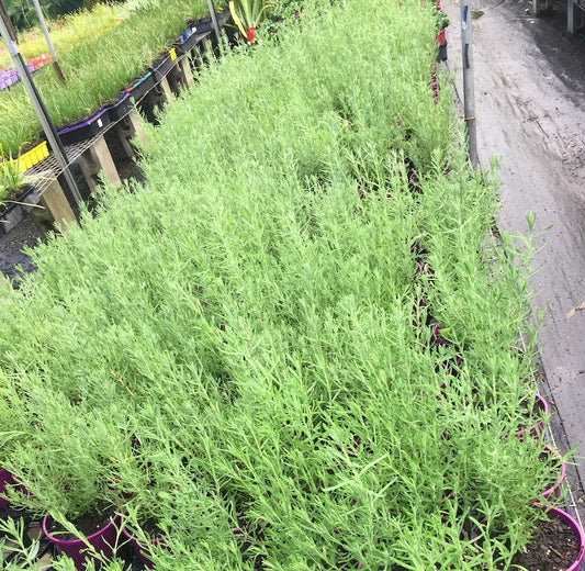 Lavandula stoechas -Italian  (Pick up only)