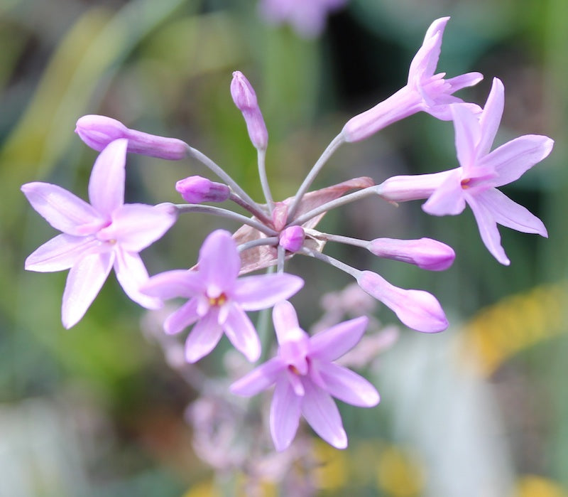 Tulbaghia "Fairy Star" (cominsii x violacea)