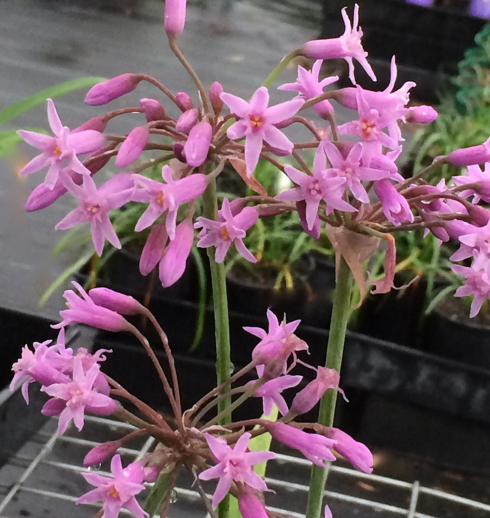 Tulbaghia simmleri - pink flowering size bulb