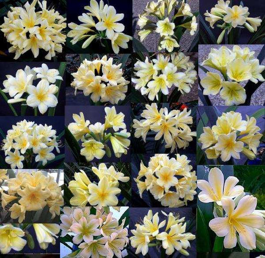 Clivia miniata - Pack of 5 three year old cream/yellow flowering clivia