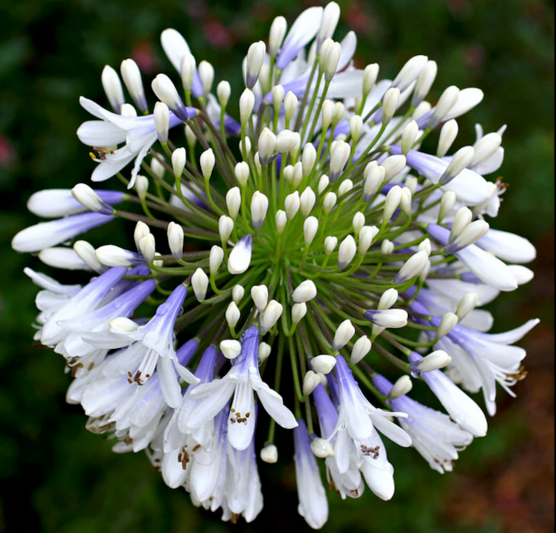 Agapanthus Queen Mum. TM - 10 young plants