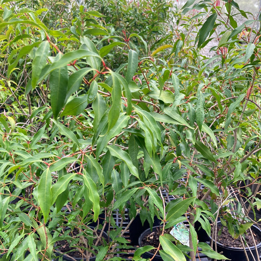 Aniseed myrtle in 200mm pot (Pick up only)