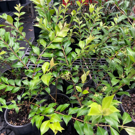 Cinnamon myrtle in 140mm pot (Pick up only)