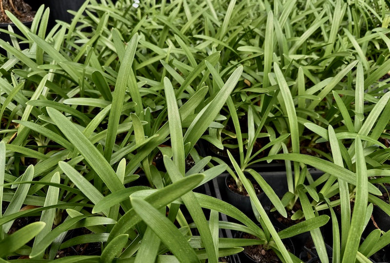 Agapanthus orientalis Cloudy Days - 30 young plants (Pick up only)