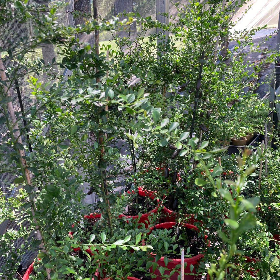 Potted Finger limes grafted Pine Mountain Nursery
