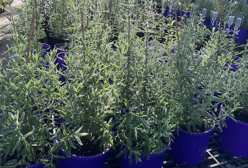 Lavandula dentata - French in 200mm pot (Pick up only)