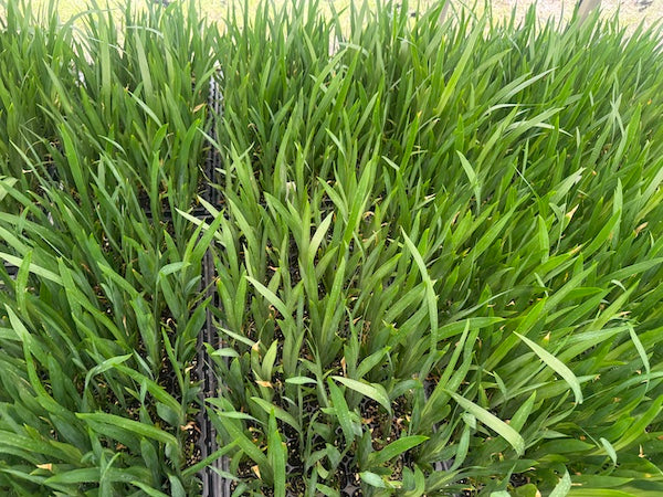 Neomarica gracilis - 10 young  plants