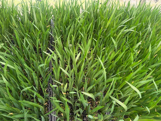 Neomarica gracilis - 10 young  plants