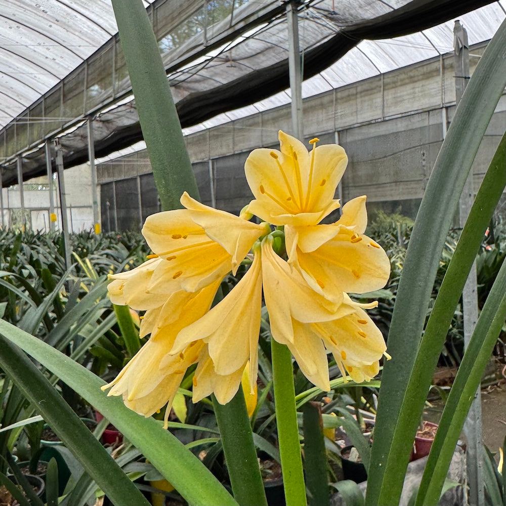 Interspecific cream/yellow flowering - 200mm pot