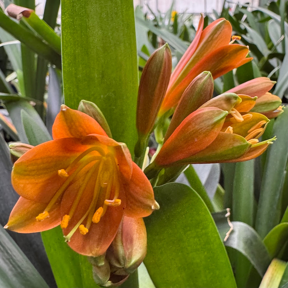 Interspecific Bronze flowering - 200mm pot
