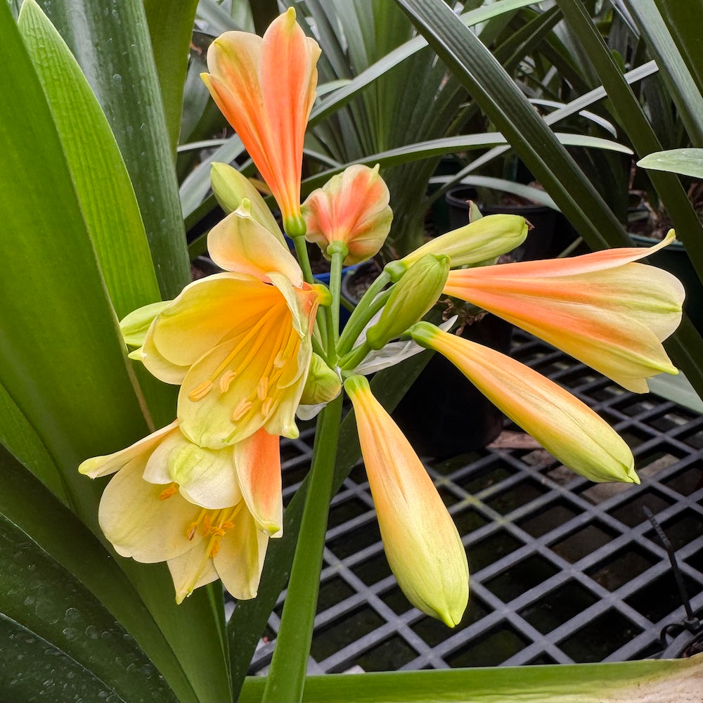 Interspecific Versicolour flowering - 200mm pot