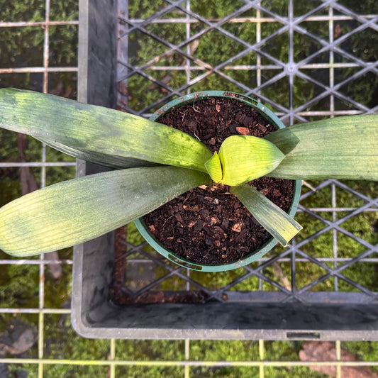 LOB Variegated Orange Flowering Clivia Plant - 140mm pot