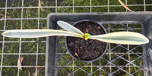 Fukurin Variegated Orange Flowering Clivia Plant - 140mm pot