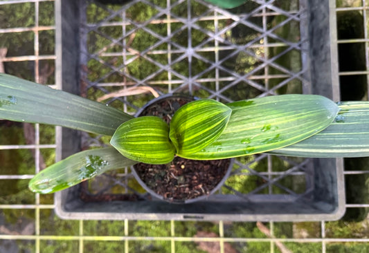 Variegated Orange Flowering Clivia Plant - 140mm pot