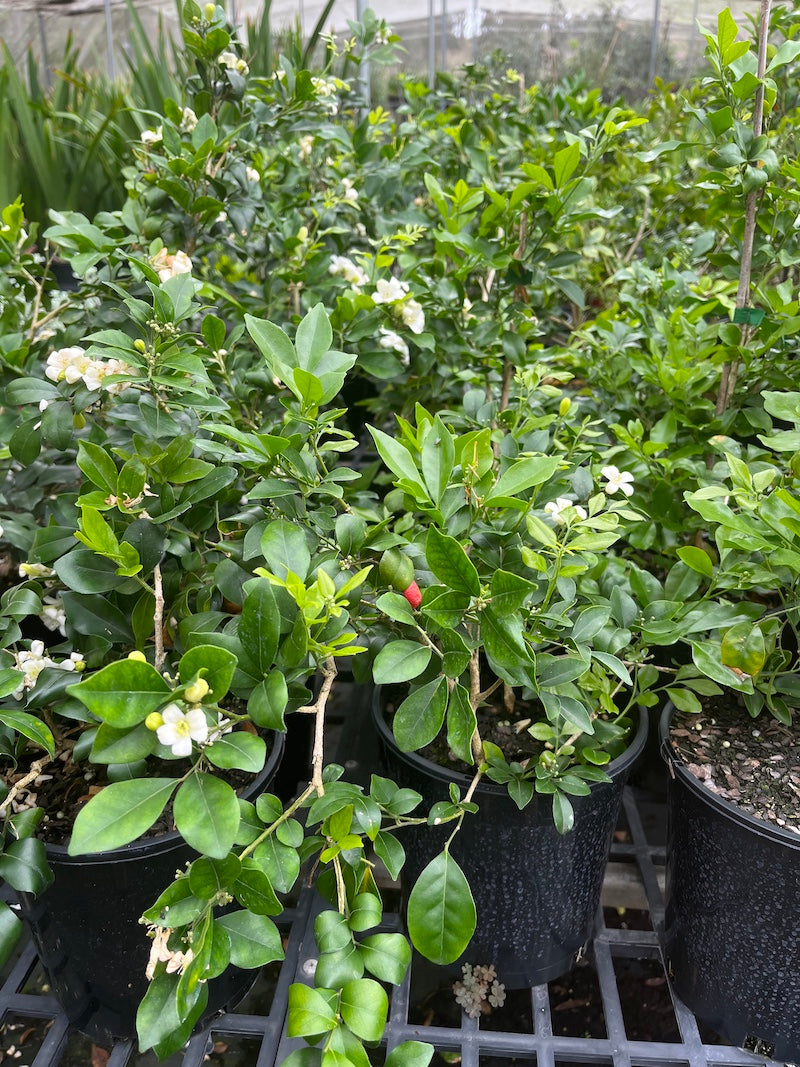 Murraya paniculata - 175mm pot (pick up only)