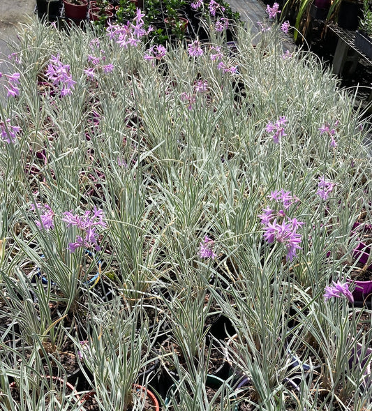 Tulbaghia violacea variegata