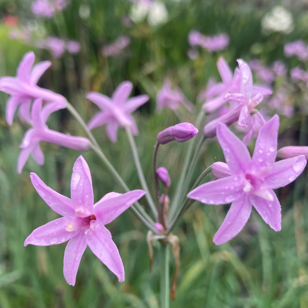 Tulbaghia violacea green foliage form