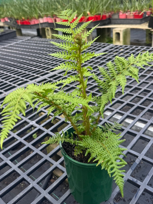 Cynthia cooperi (Australian Tree Fern) -140mm pot (Pick up Only)