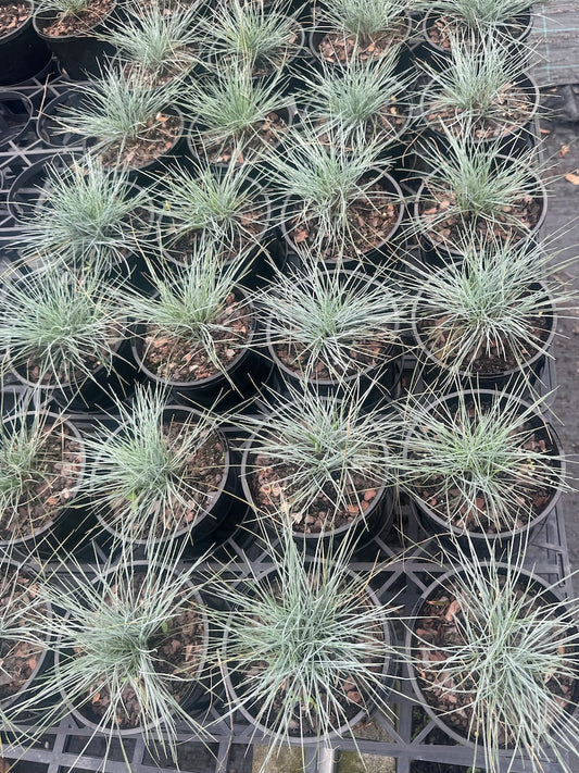 Festuca glauca in 140mm pot (Pick up only)