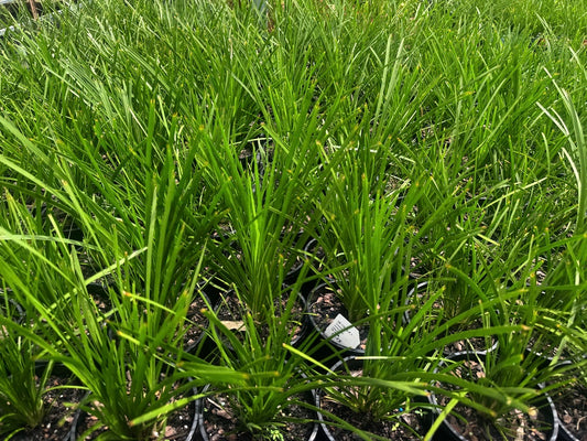 Lomandra species Lime Tuff  in 140mm (Pick up only)