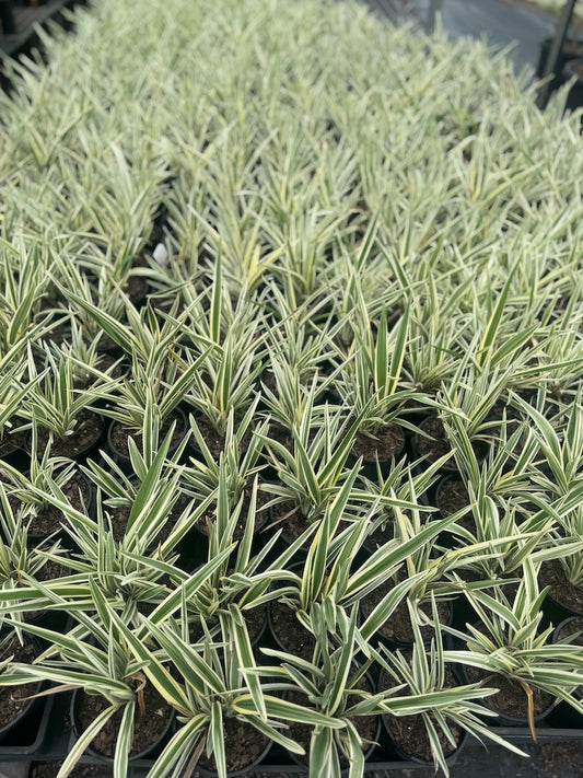 Dianella Silver Streak - 140mm pot (Pick up only)