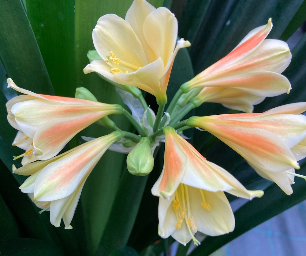 Interspecific Versicolour flowering - 200mm pot