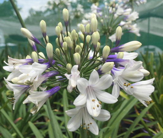 Agapanthus PMB030 Alexis ™ - near flowering size