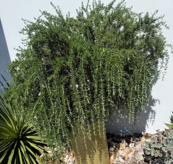 Rosemary Huntington Carpet - 140mm pot (Pick up only)