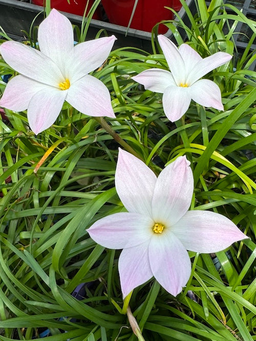 Zephyranthes La Bufa rosea- Flowering Size Bulb