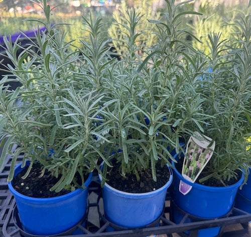 Lavandula lavender lace (Pick up only)