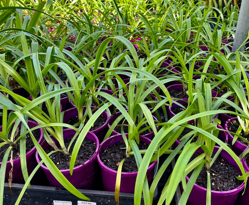 Agapanthus Madelyn - 140mm pot (pick up only)