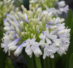 Agapanthus PMB012 (pbr) Maxsie ™ - 20 young plants