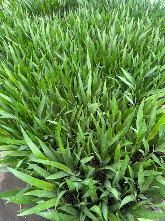 Neomarica northiana - 20 young plants