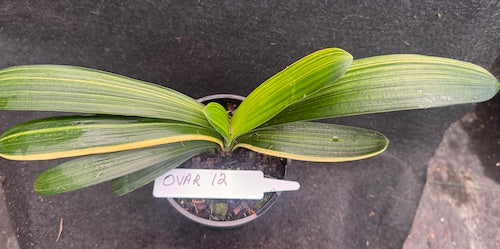 Clivia miniata variegated Sahin Twin Code OVar 12