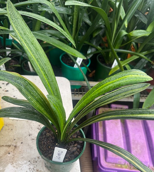 Clivia miniata variegated Sahin Twin Code OVar 9