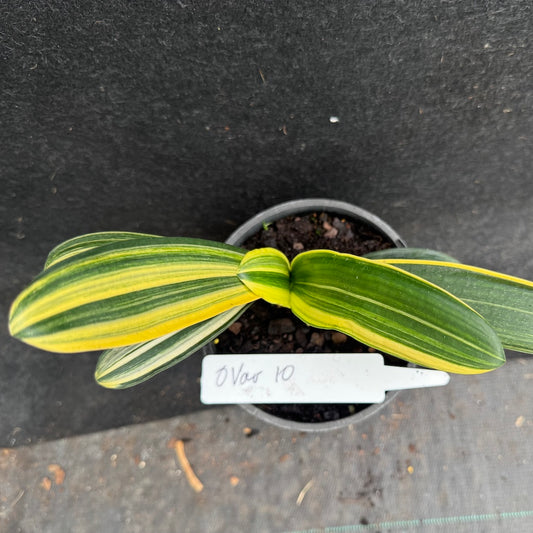 Clivia miniata variegated Sahin Twin Code OVar 10