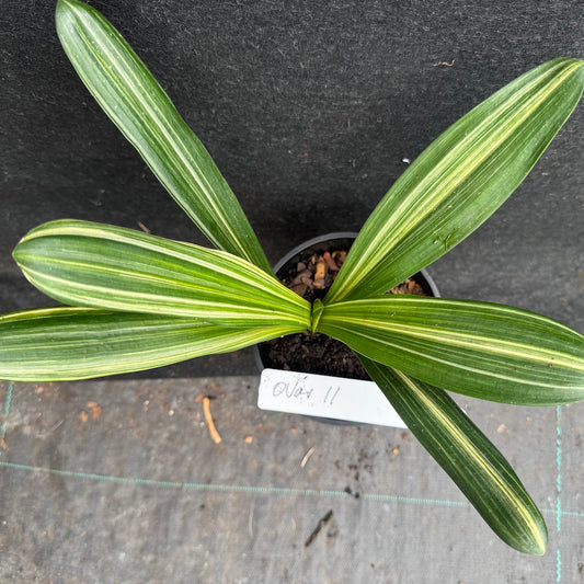 Clivia miniata variegated Sahin Twin Code OVar 11