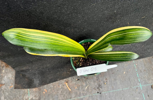 Clivia miniata variegated Sahin Twin Code OVar 8