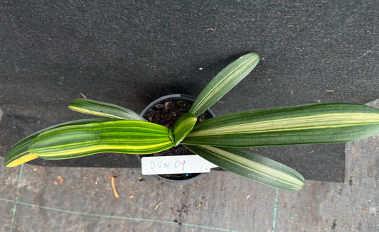 Clivia miniata variegated Sahin Twin Code OVar 9