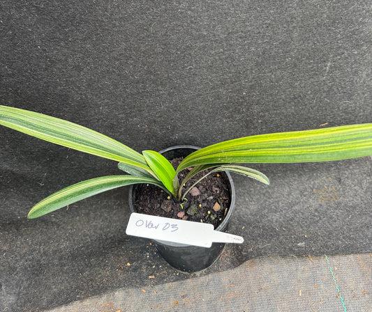 Clivia miniata variegated Sahin Twin Code OVar 3
