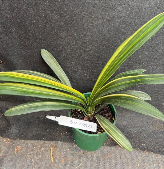 Clivia miniata variegated Sahin Twin Code OVar 4