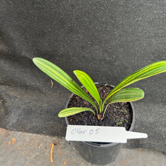 Clivia miniata variegated Sahin Twin Code OVar 5