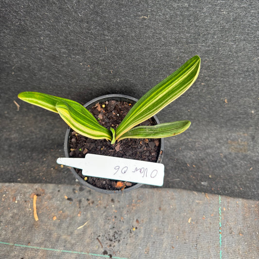 Clivia miniata variegated Sahin Twin Code OVar 6