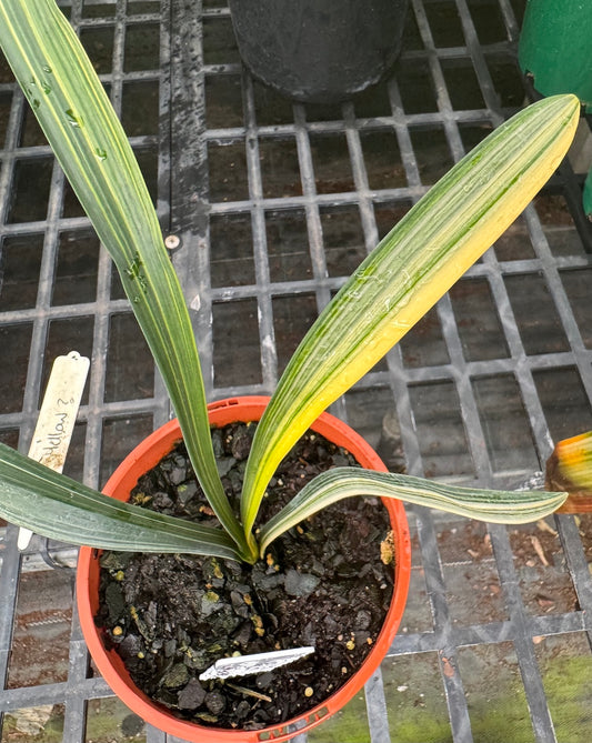 Clivia miniata variegated peach flowering PVar 1